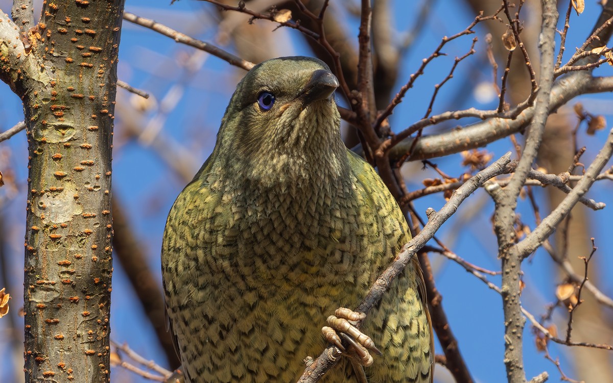 Satin Bowerbird - ML620933257