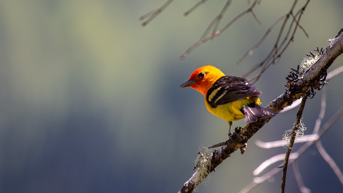 Western Tanager - ML620933266