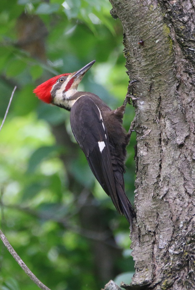 Pileated Woodpecker - Dan Fox