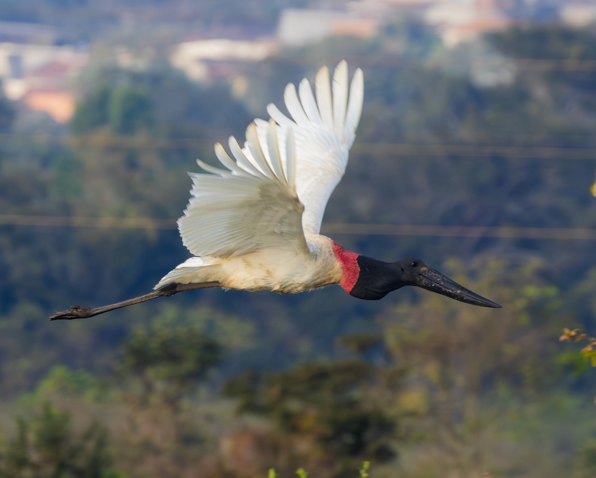 čáp jabiru - ML620933285