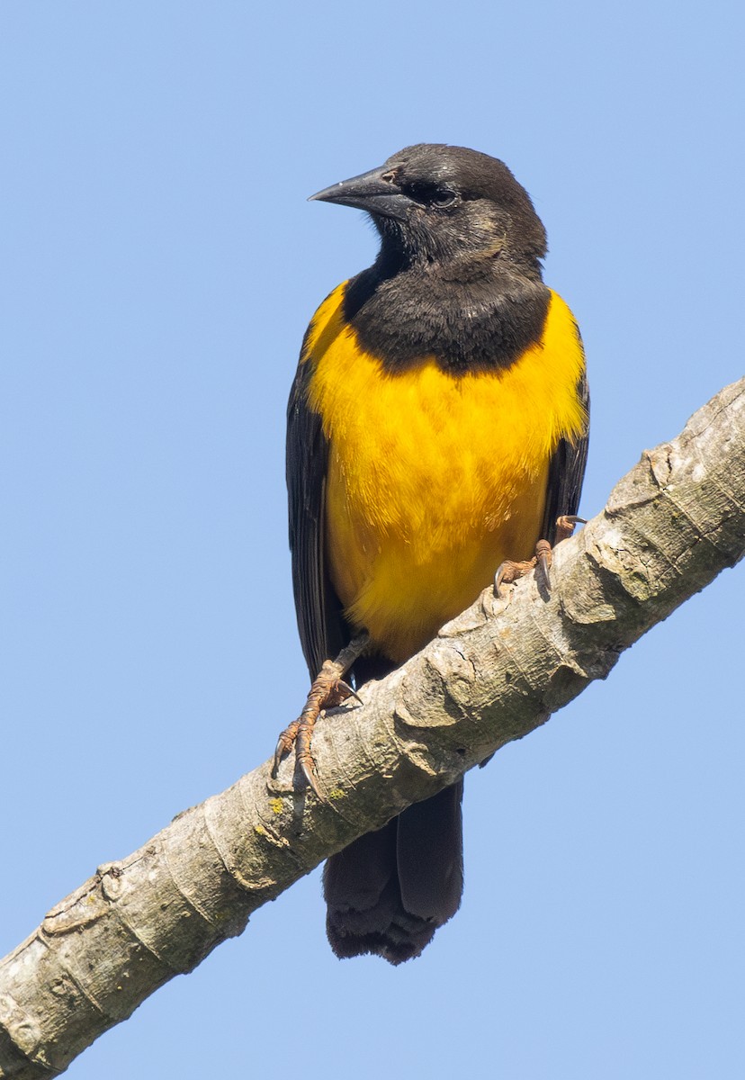 Yellow-rumped Marshbird - ML620933297