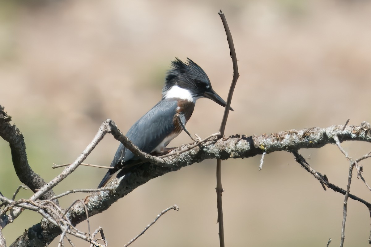 Belted Kingfisher - ML620933311