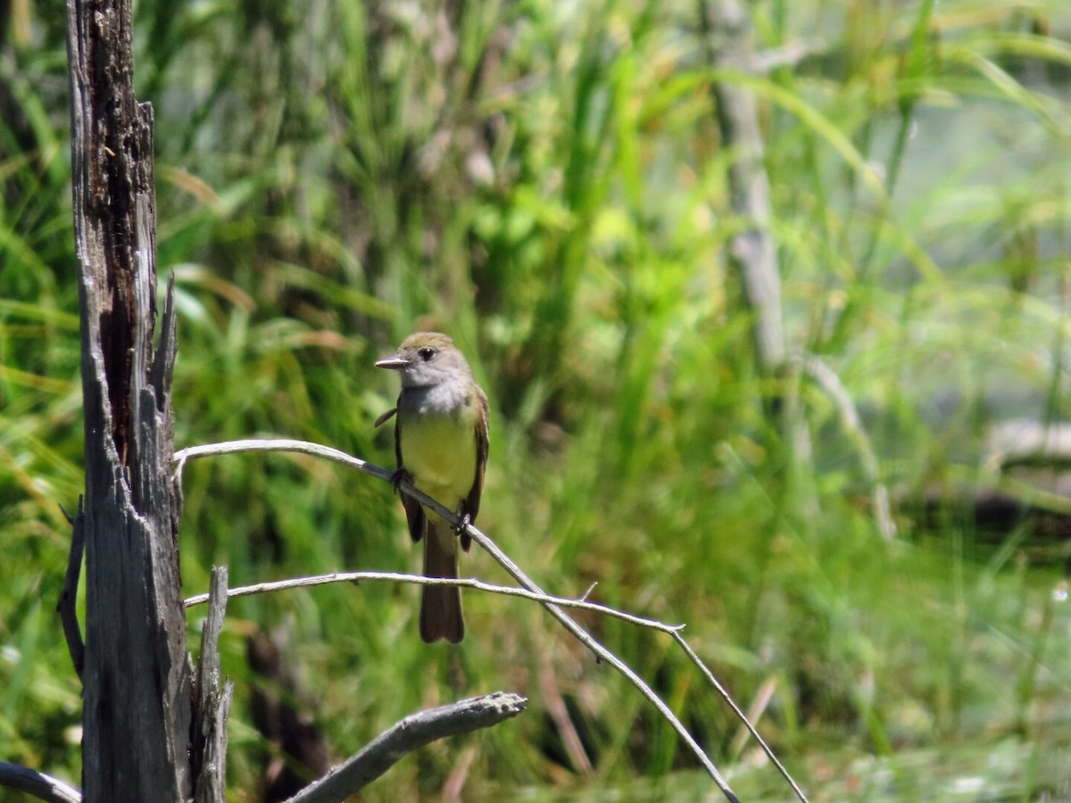 Great Crested Flycatcher - ML620933333