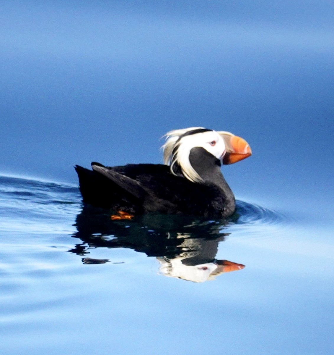 Tufted Puffin - ML620933353