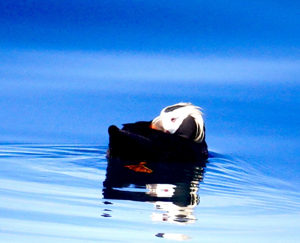 Tufted Puffin - ML620933354
