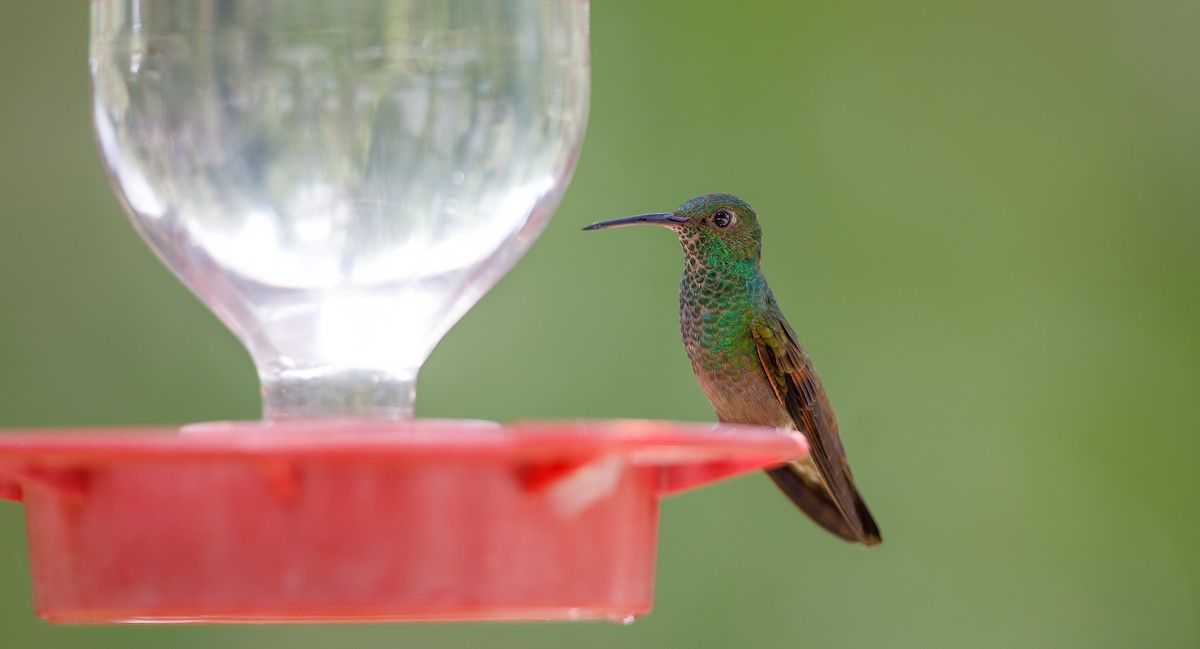 kolibřík mexický - ML620933356