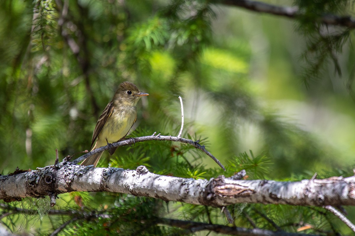 Western Flycatcher (Pacific-slope) - Aquiles Brinco