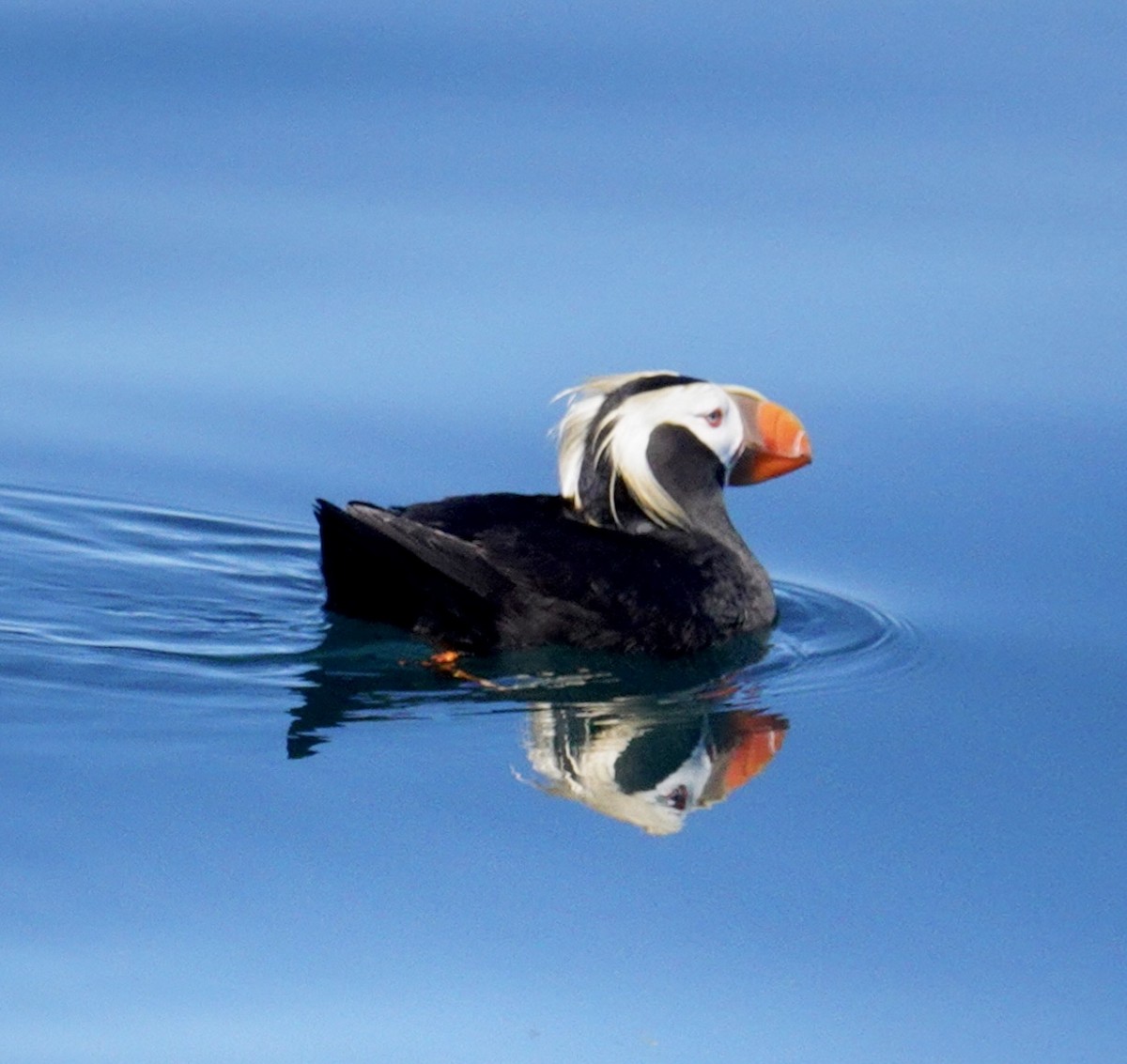 Tufted Puffin - ML620933361