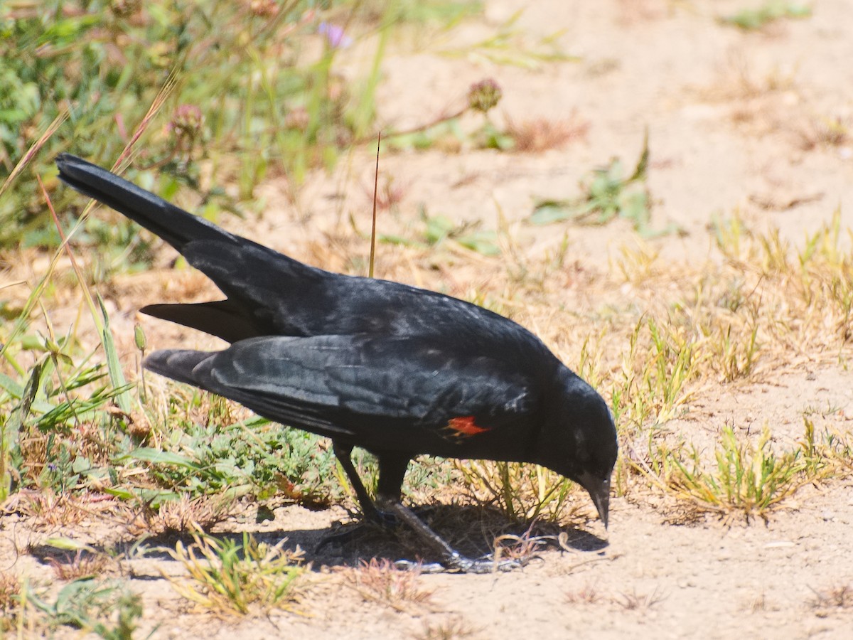 Red-winged Blackbird (California Bicolored) - Michael Rieser