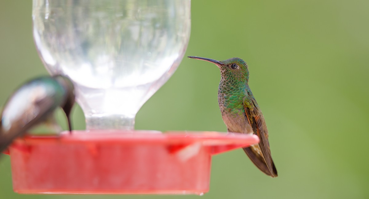 kolibřík mexický - ML620933451