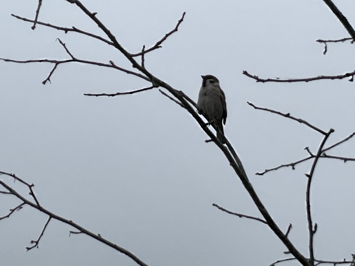 Eurasian Tree Sparrow - ML620933452