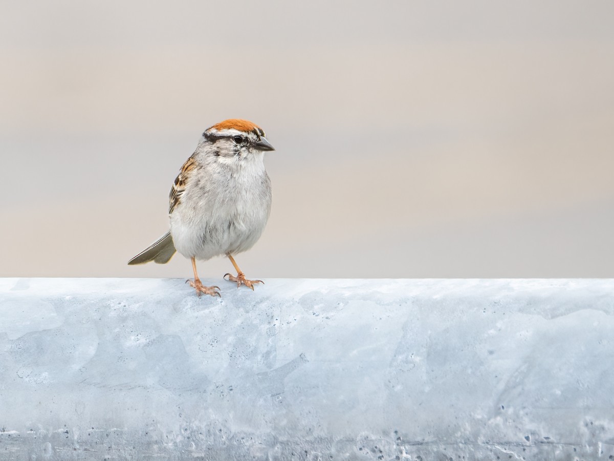 Chipping Sparrow - ML620933467