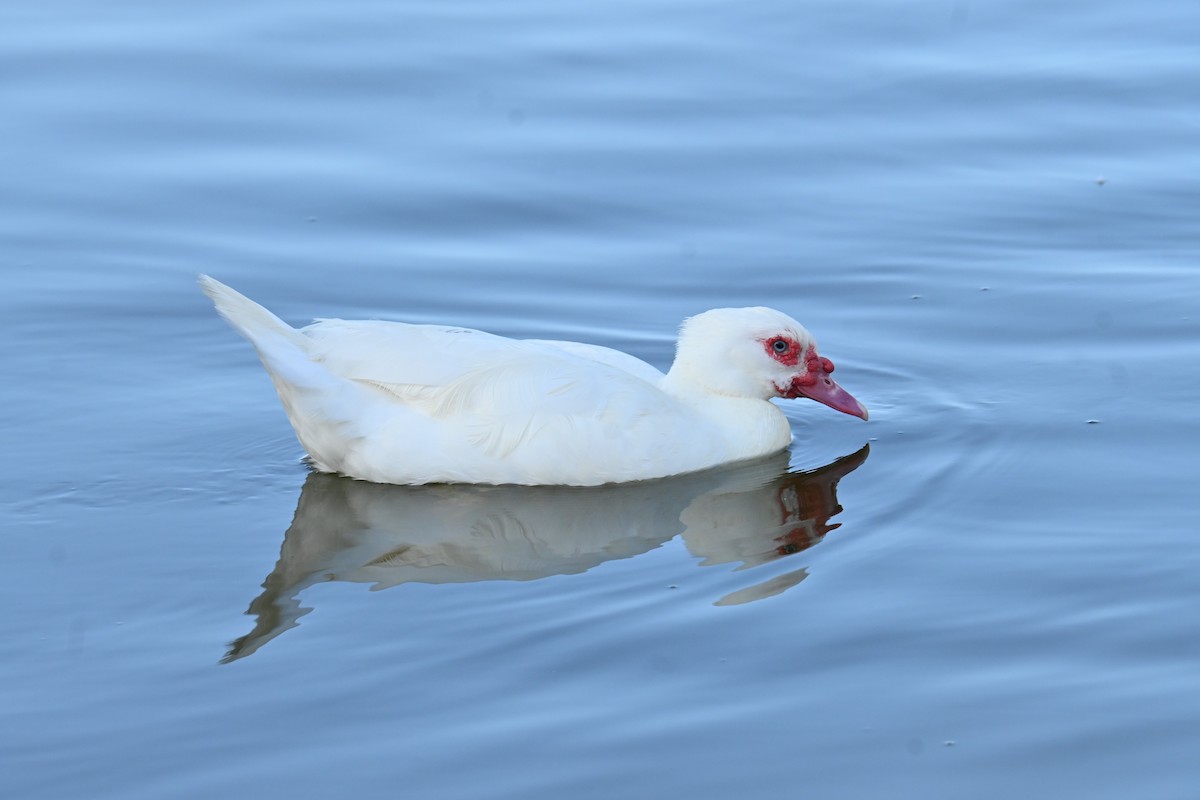 Muscovy Duck (Domestic type) - ML620933513