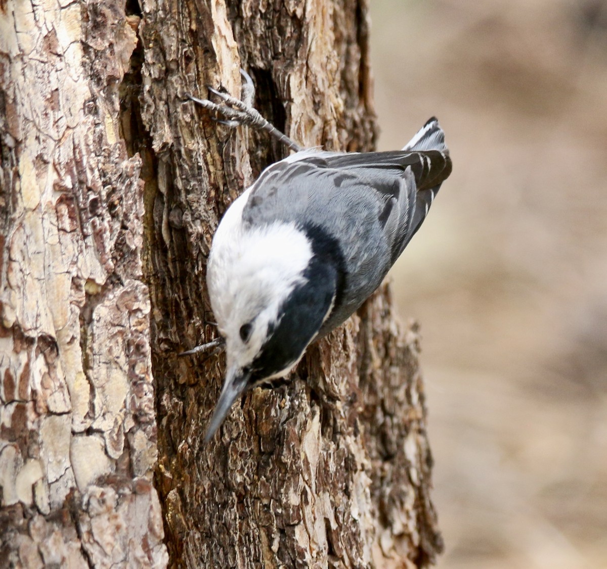 White-breasted Nuthatch - ML620933515