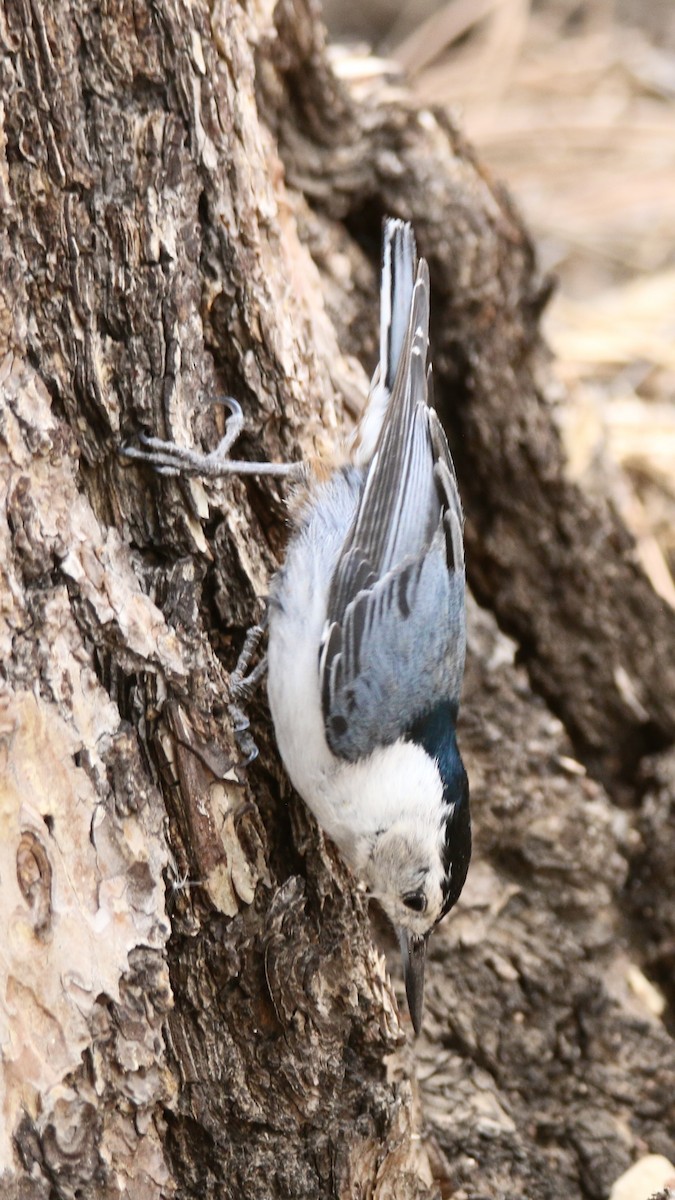 White-breasted Nuthatch - ML620933516