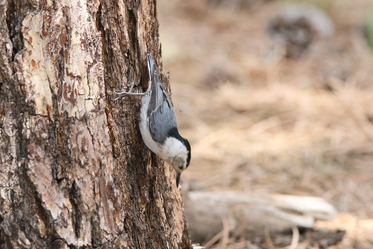 White-breasted Nuthatch - ML620933517