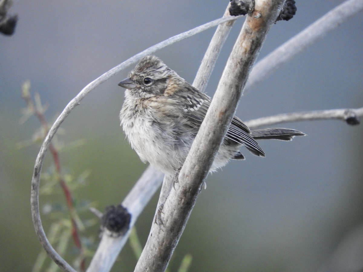 Rufous-collared Sparrow - Franco Palandri