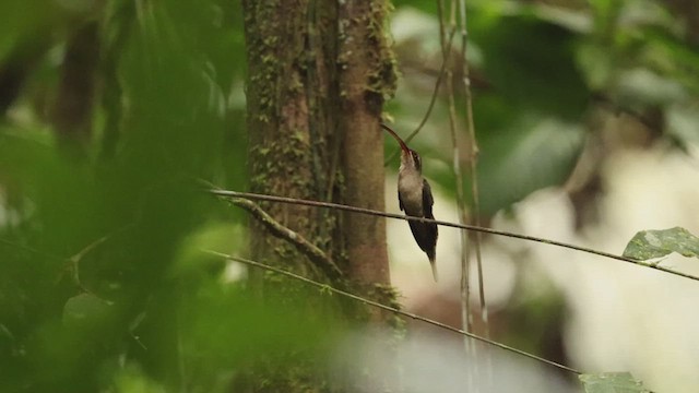 kolibřík dlouhozobý - ML620933590