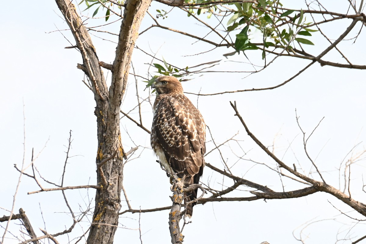 Red-tailed Hawk - ML620933592