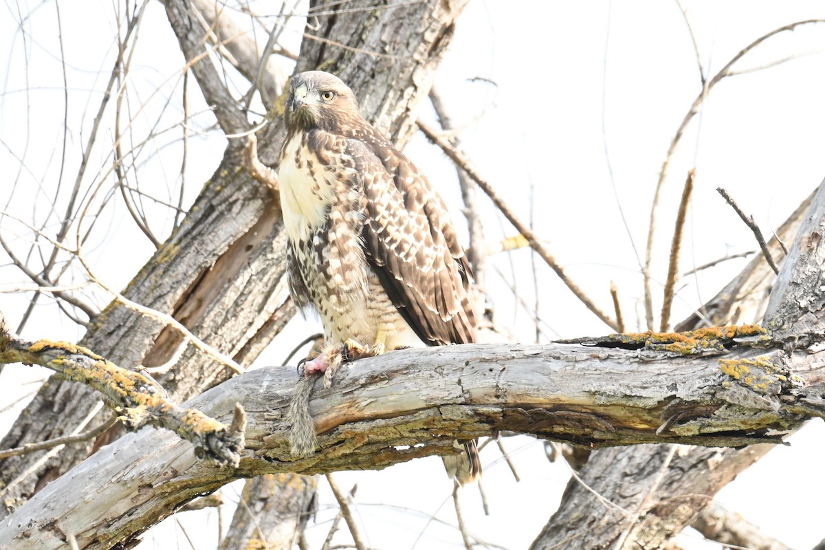 Red-tailed Hawk - Remigio Miguel