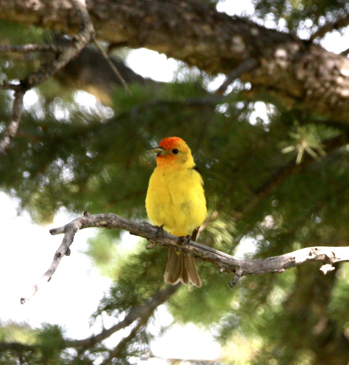 Western Tanager - ML620933597