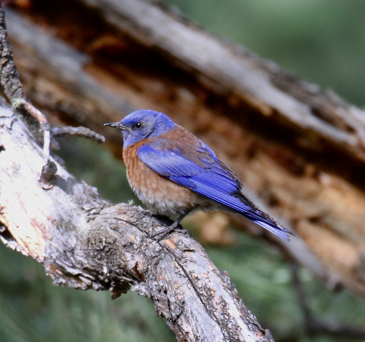 Western Bluebird - ML620933607