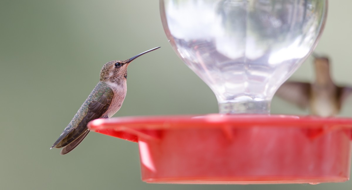 hummingbird sp. - ML620933610