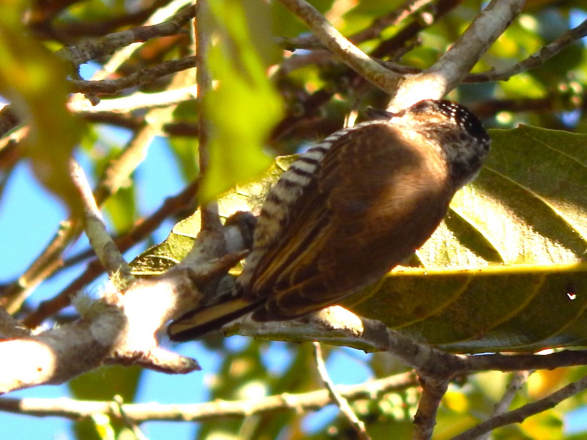 White-barred Piculet - ML620933616