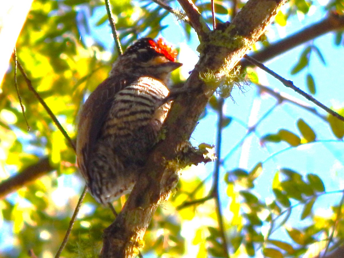 White-barred Piculet - ML620933617