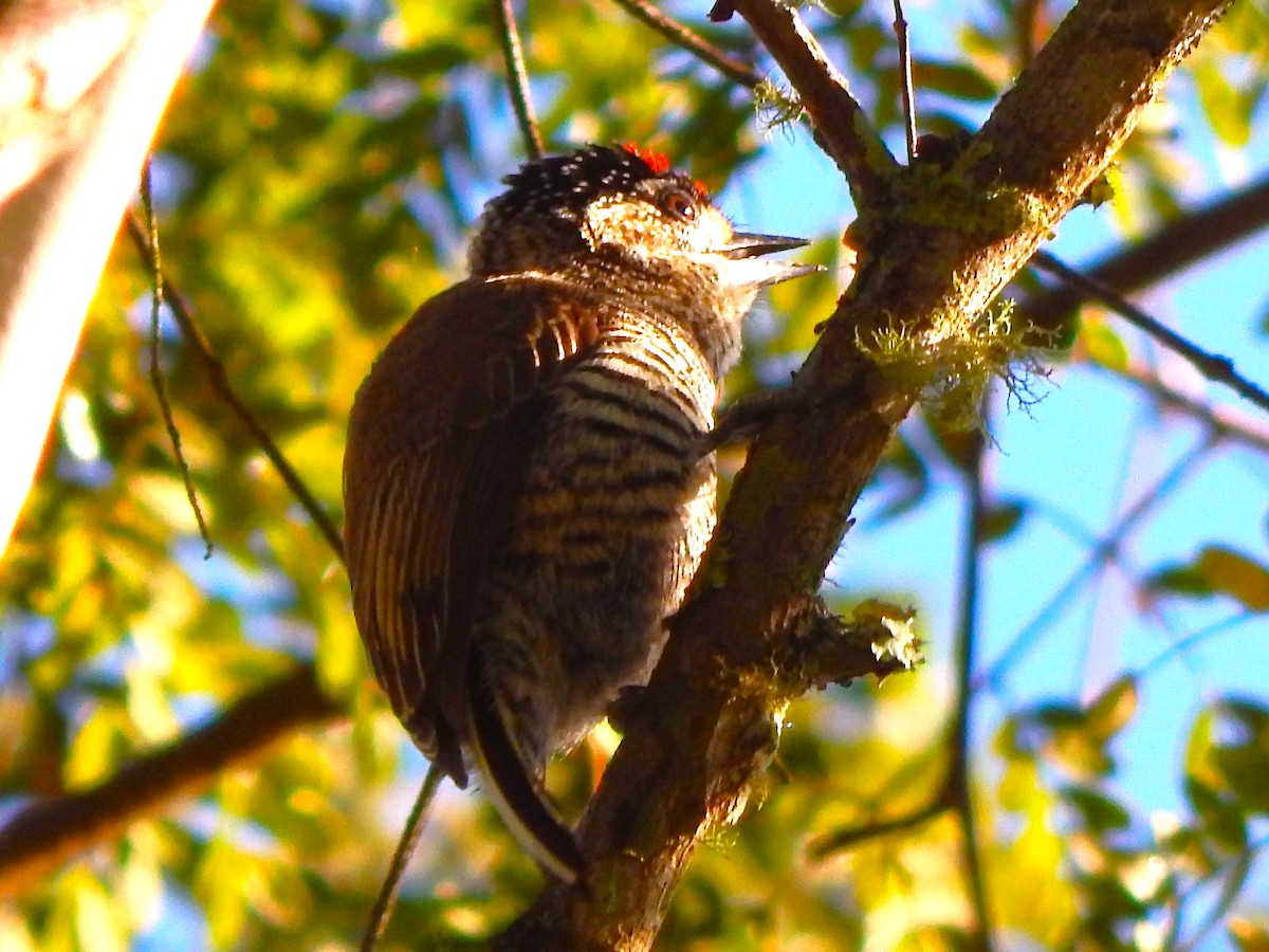 White-barred Piculet - ML620933618