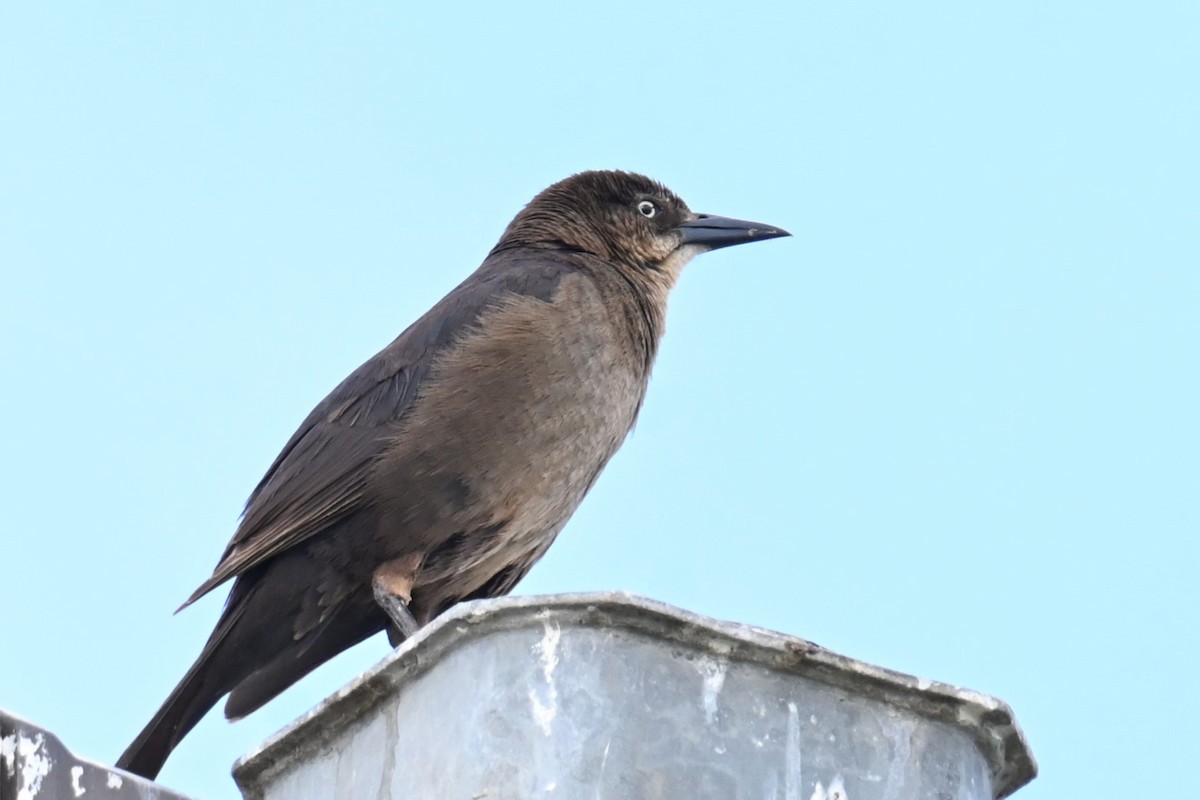 Great-tailed Grackle - ML620933651