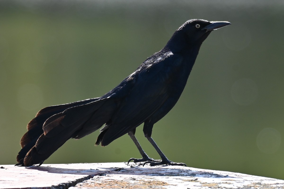 Great-tailed Grackle - ML620933658