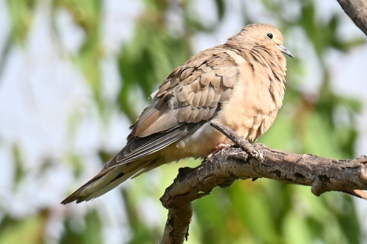 Eurasian Collared-Dove - ML620933664