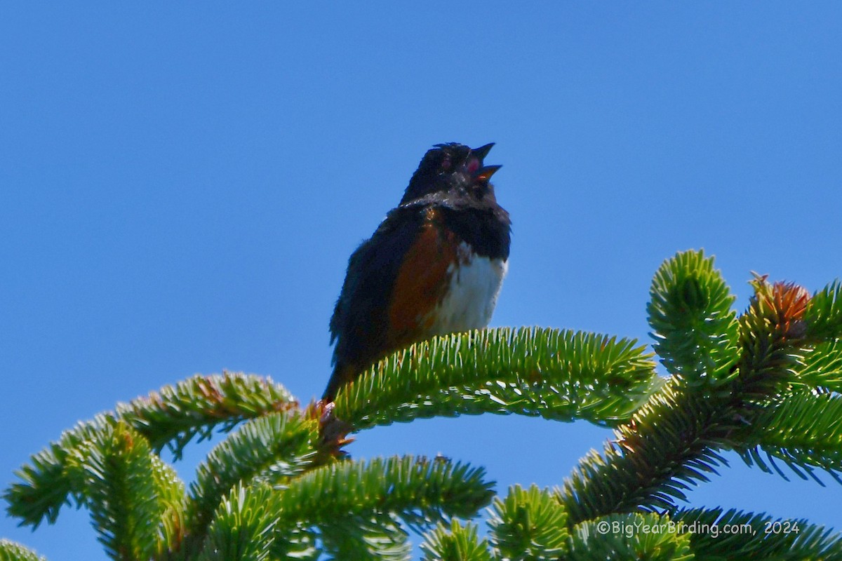 Spotted Towhee - ML620933672