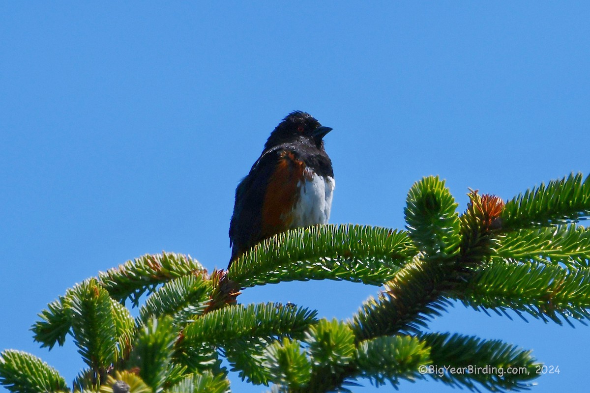 Spotted Towhee - ML620933673