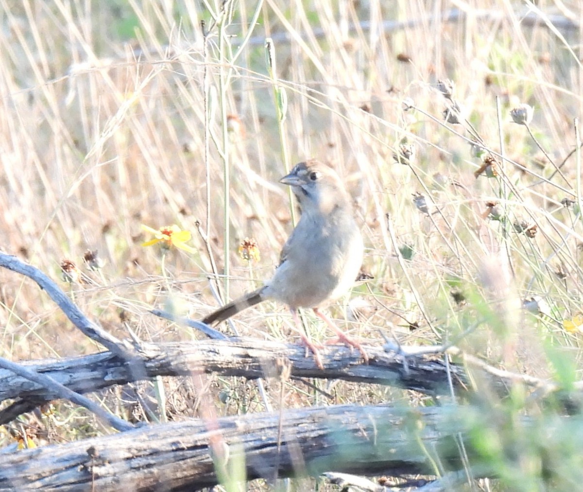 Rufous-crowned Sparrow - ML620933676