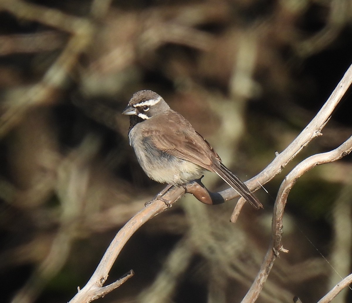 Black-throated Sparrow - ML620933679