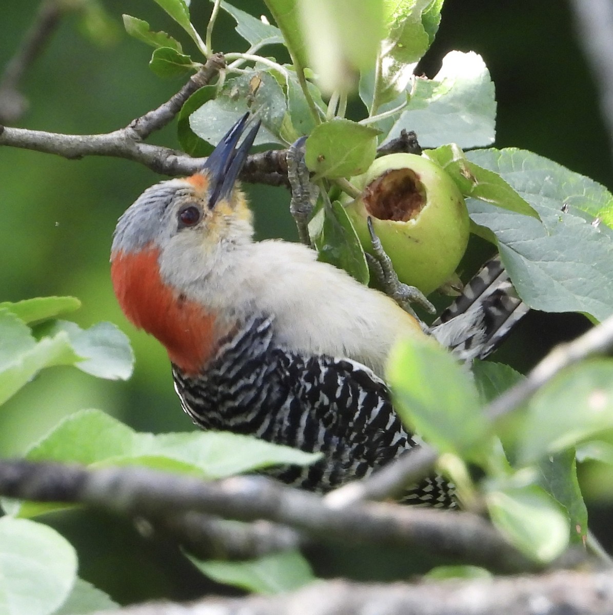Red-bellied Woodpecker - ML620933768