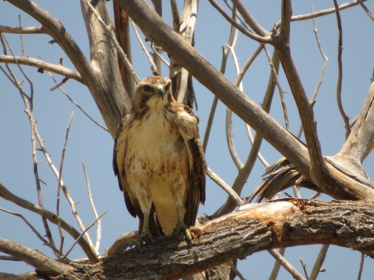 Red-tailed Hawk - ML620933770