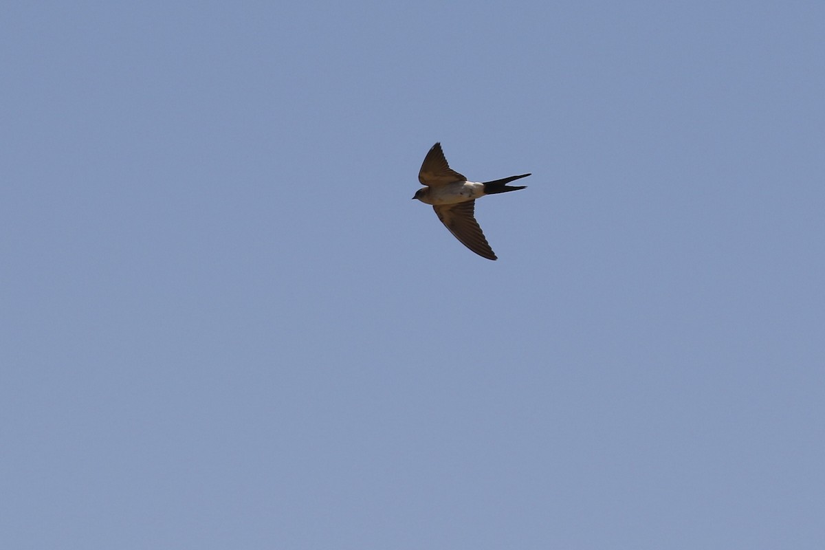 Red-rumped Swallow - ML620933798