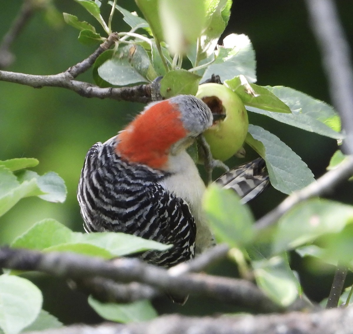 Red-bellied Woodpecker - ML620933800