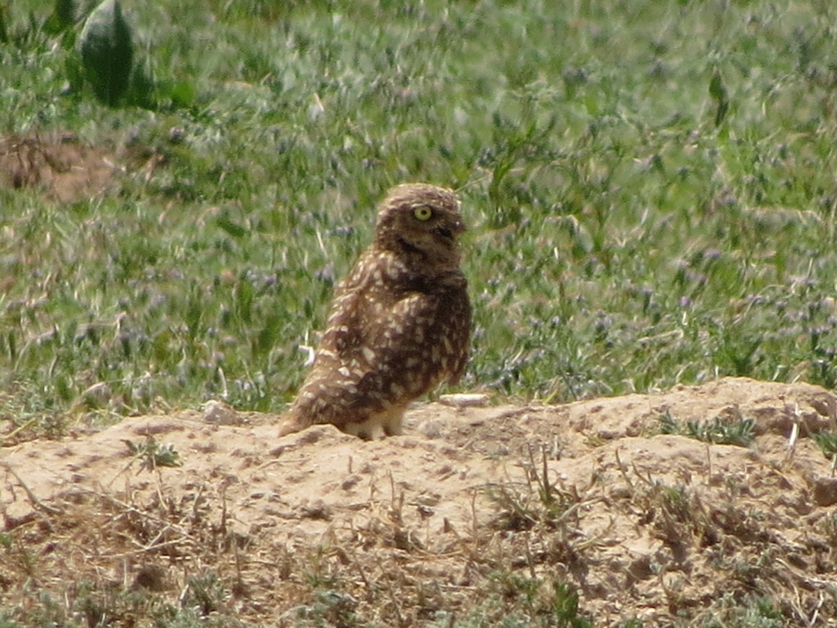 Burrowing Owl - ML620933813
