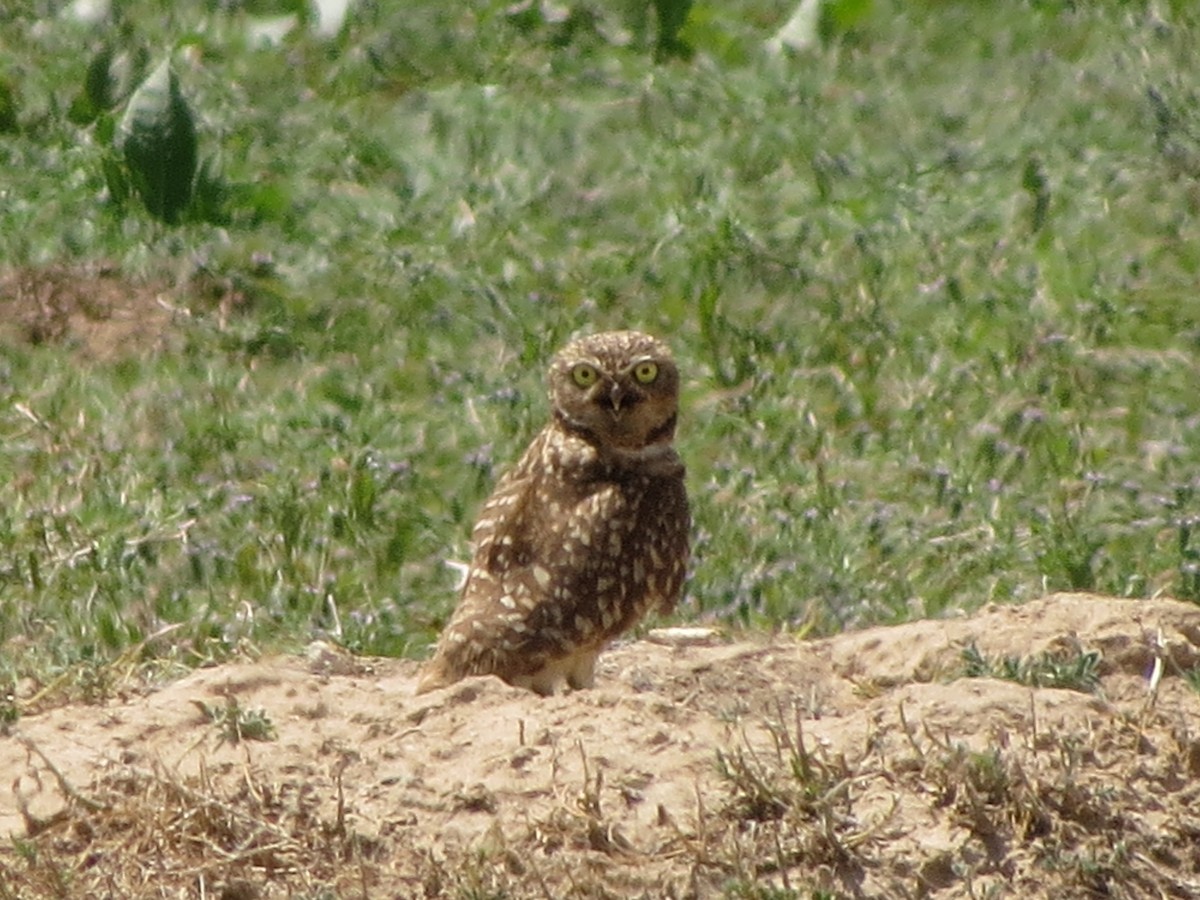 Burrowing Owl - ML620933815