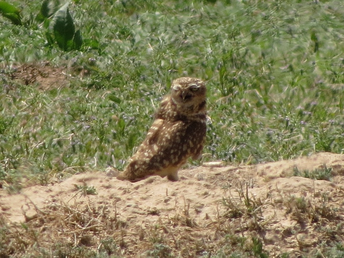 Burrowing Owl - ML620933816