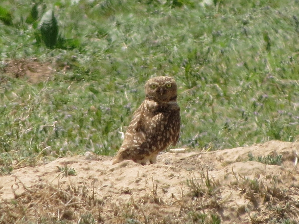 Burrowing Owl - ML620933817