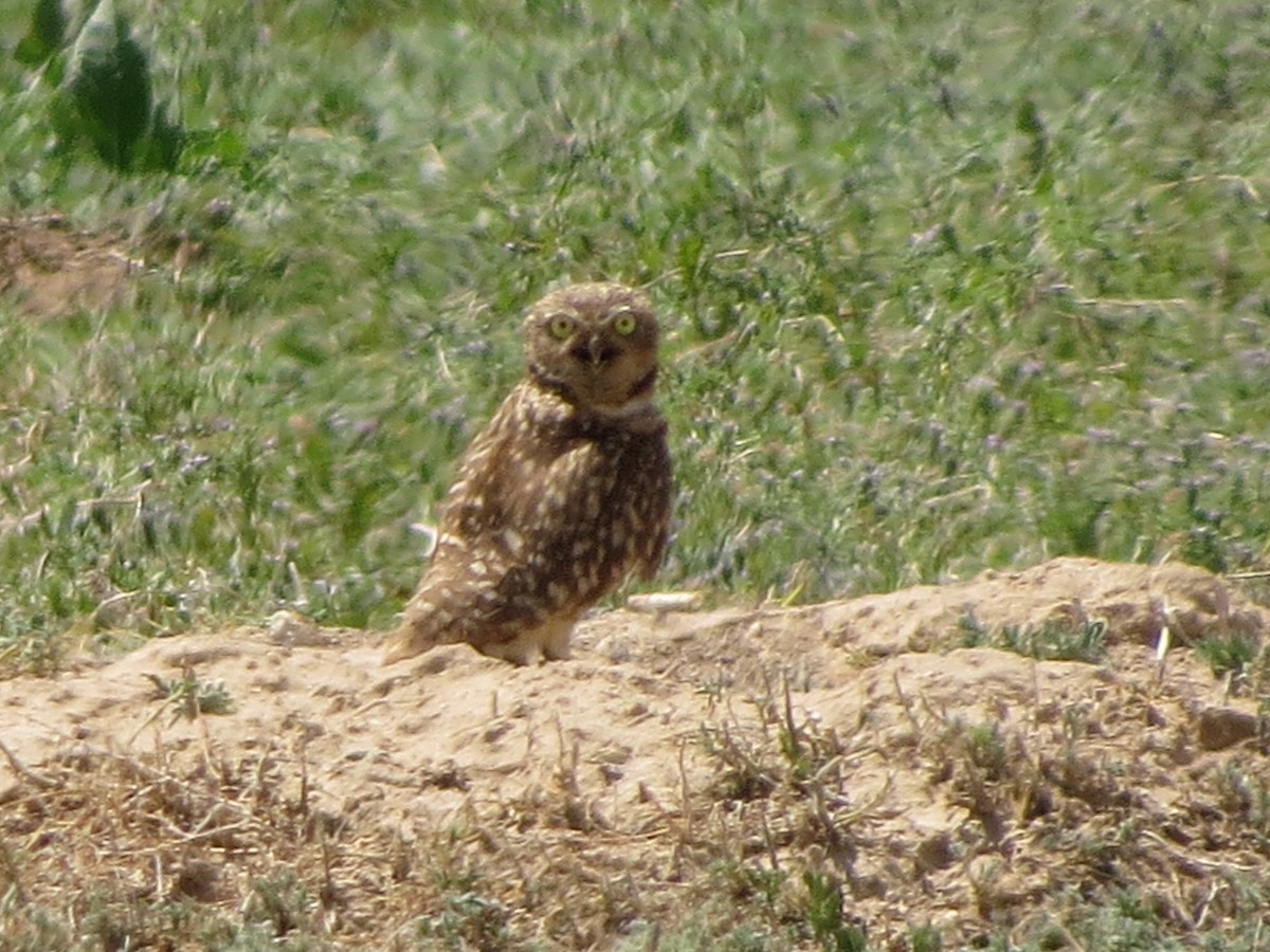 Burrowing Owl - ML620933818