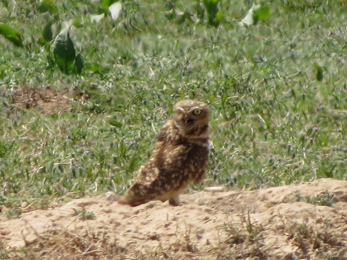 Burrowing Owl - ML620933821
