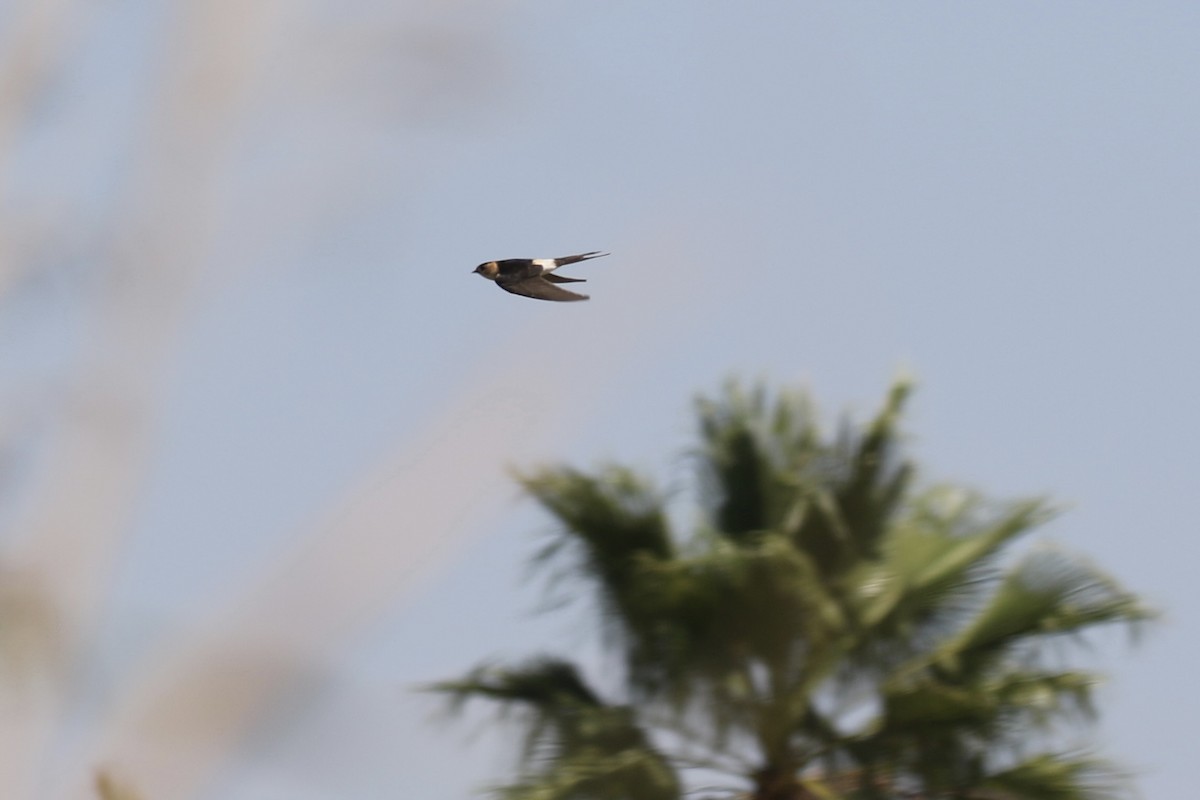 Red-rumped Swallow - ML620933826