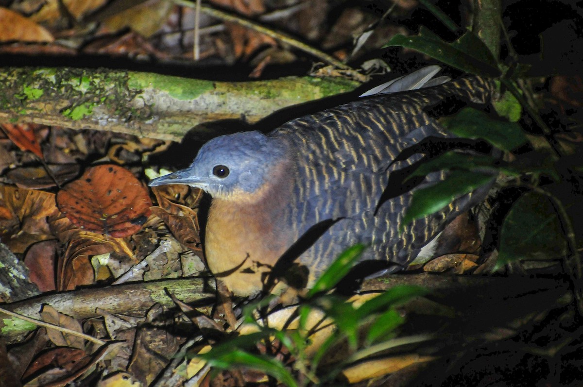 Variegated Tinamou - ML620933827