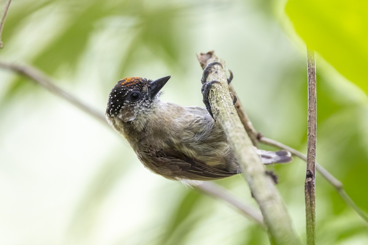 Olivaceous Piculet - ML620933839